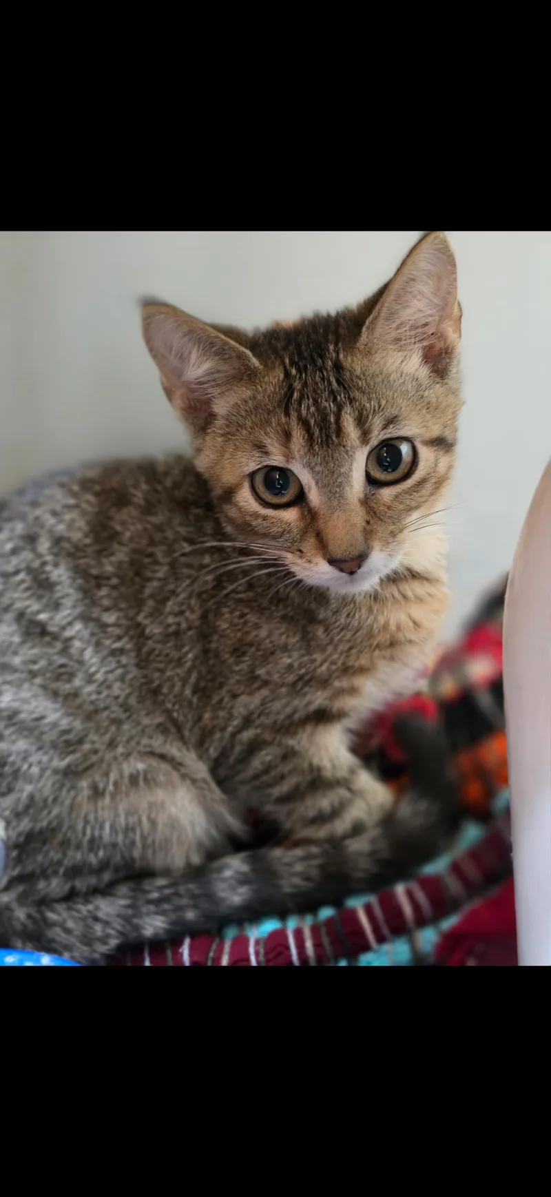 A baby small-sized female Domestic Short Hair cat named Bo for adoption in Lockport, IL