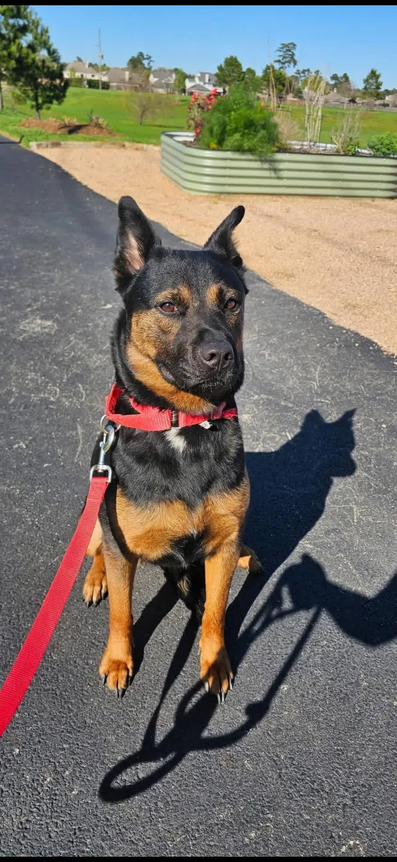 A young medium-sized female Bicolor Australian Kelpie dog named Roxy for adoption in Houston, TX