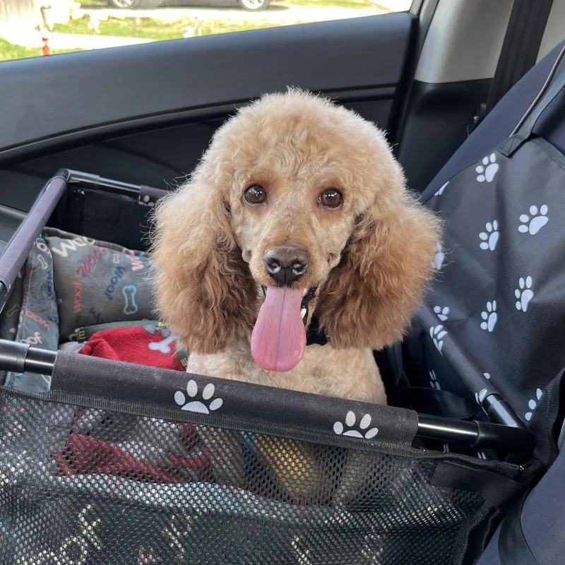 An adult small-sized male Red / Chestnut / Orange Poodle dog named Red Admiral for adoption in Mentor, OH