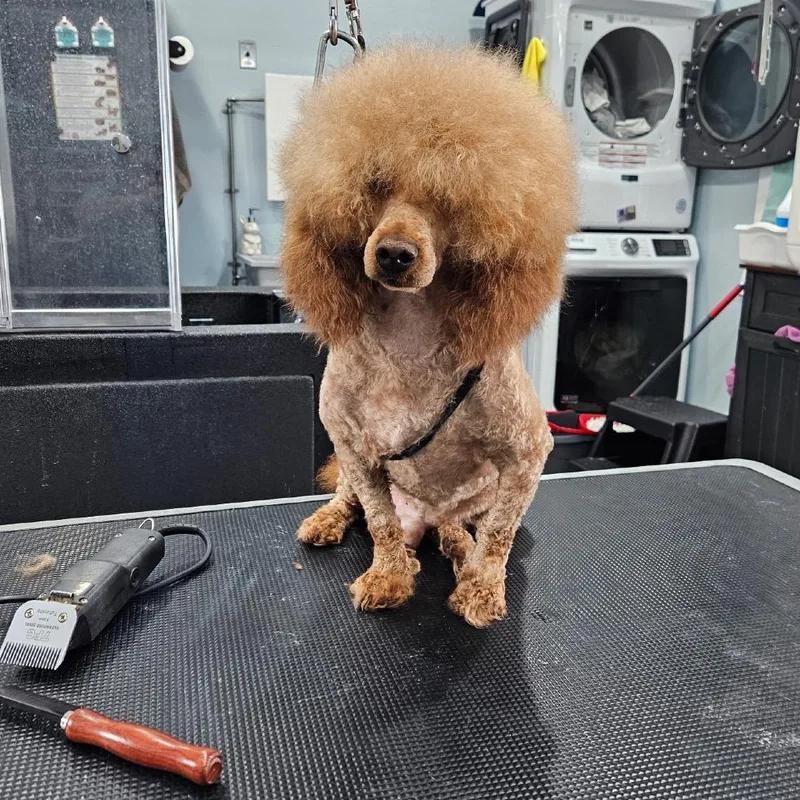 Red Admiral thumbnail 2