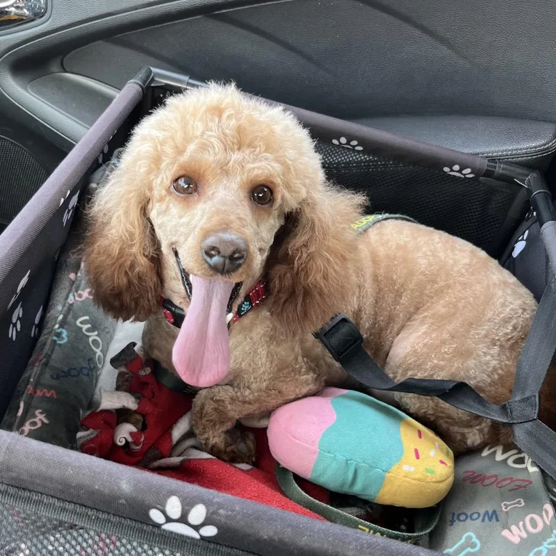 Red Admiral thumbnail 3