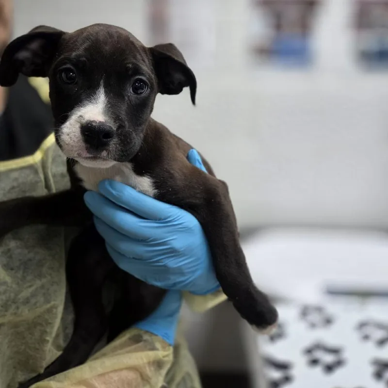 A baby small-sized male Brown / Chocolate American Bulldog dog named Ahool for adoption in Incline Village, NV