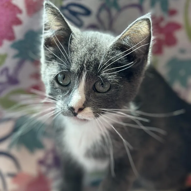 A baby small-sized male Gray / Blue / Silver Domestic Short Hair cat named Jack for adoption in Matteson, IL