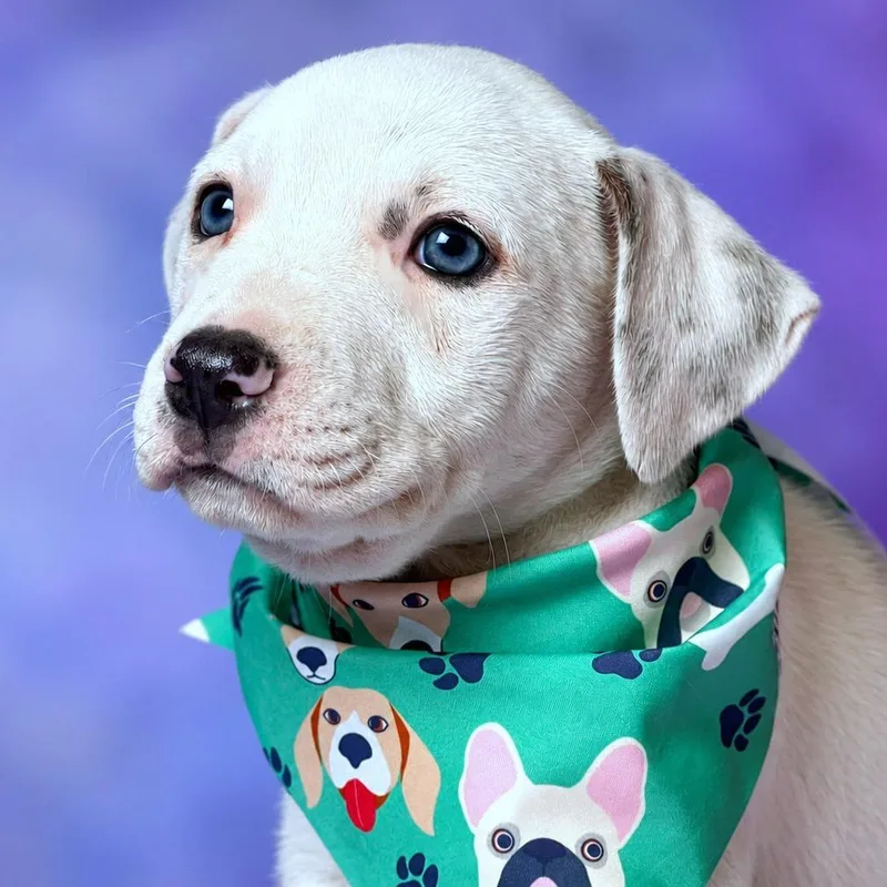 A baby small-sized male White / Cream Australian Cattle Dog / Blue Heeler named Hunter for adoption in Boerne, TX