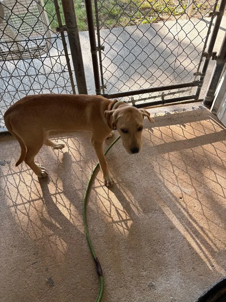 A baby medium-sized female Labrador Retriever dog named Chicken Nugget for adoption in Ada, OK