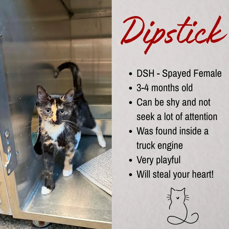 Dipstick