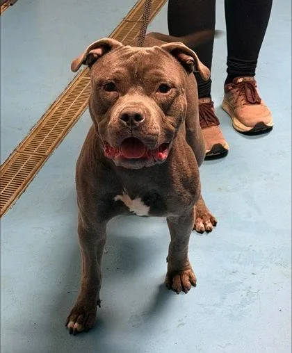 An adult large-sized male Mixed Breed dog named Ian for adoption in Hobart, IN