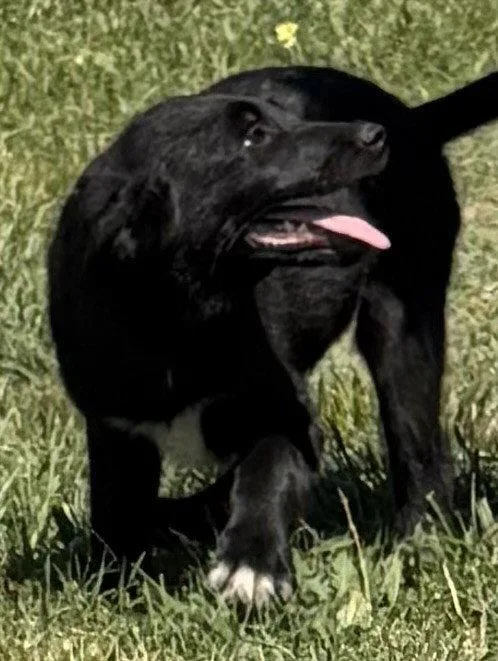 A young medium-sized male German Shepherd Dog dog named Chaplin for adoption in Sebec, ME