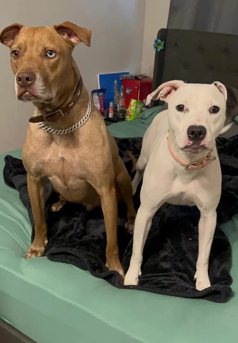 A young medium-sized female Black Dogo Argentino dog named Lulu for adoption in Houston, TX