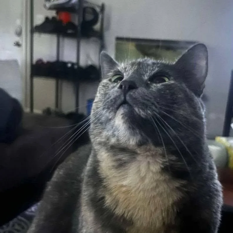 An adult large-sized female Domestic Short Hair cat named Cora for adoption in Morgantown, WV