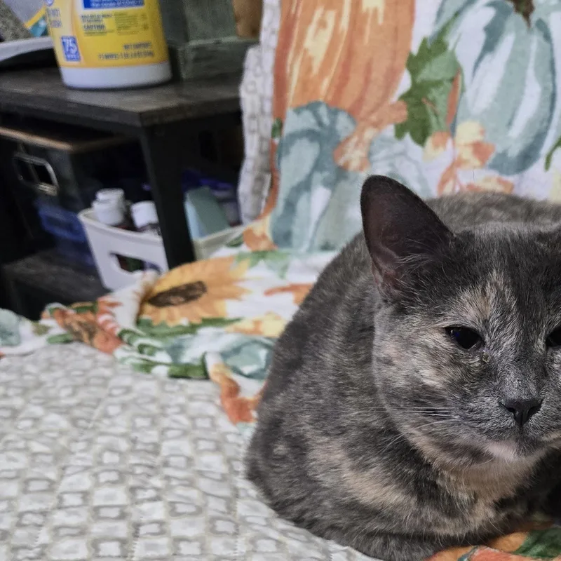Cora thumbnail 4