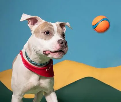 An adult medium-sized female Pit Bull Terrier dog named Tommy for adoption in Atlanta, GA
