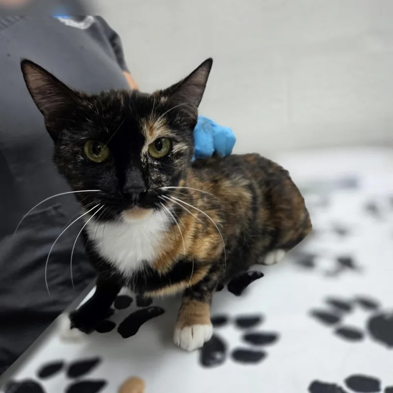 A young medium-sized female Calico Domestic Short Hair cat named Eris for adoption in Incline Village, NV