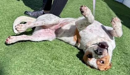 An adult medium-sized male White / Cream Pit Bull Terrier dog named Daniel for adoption in Downers Grove, IL