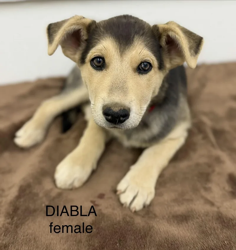 A baby large-sized female Bicolor Husky dog named Diabla for adoption in Sonora, CA