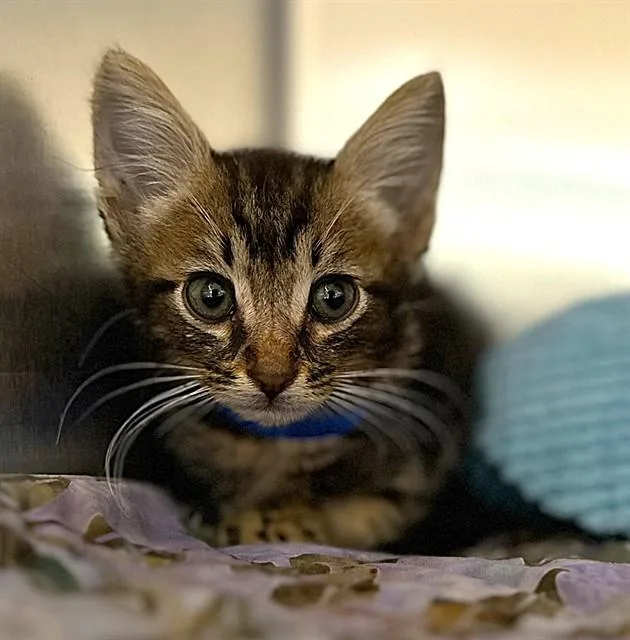 A baby small-sized male Domestic Short Hair cat named Dewey for adoption in Riverside, CA