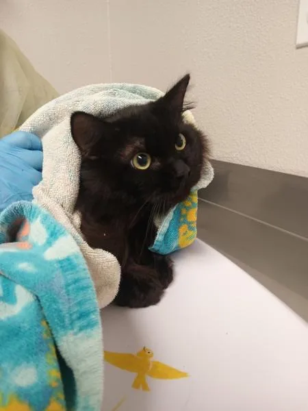 An adult large-sized male Domestic Long Hair cat named Lucky for adoption in Vancouver, WA