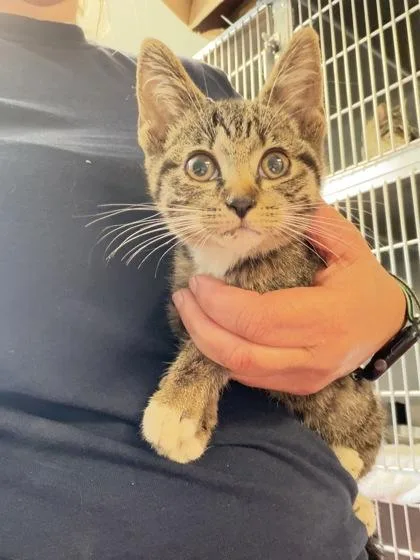 A baby small-sized female Domestic Short Hair cat named Mayflower for adoption in South Bend, IN