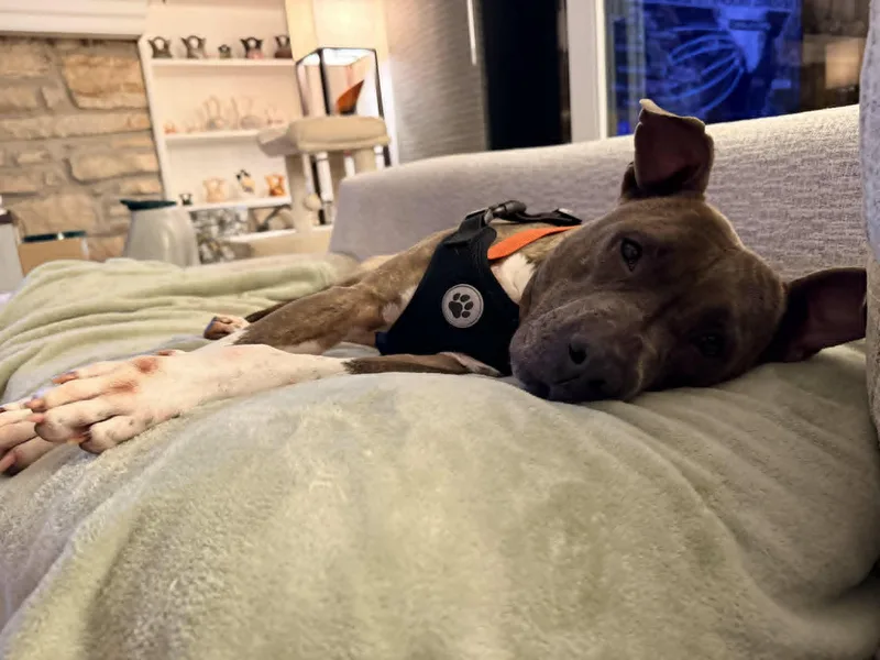 An adult medium-sized female Brown / Chocolate American Bulldog dog named Fiona for adoption in Wantagh, NY