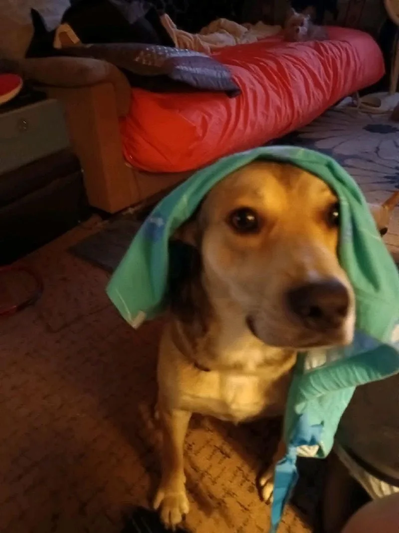 A young medium-sized male Beagle dog named Tucker for adoption in Maryville, TN