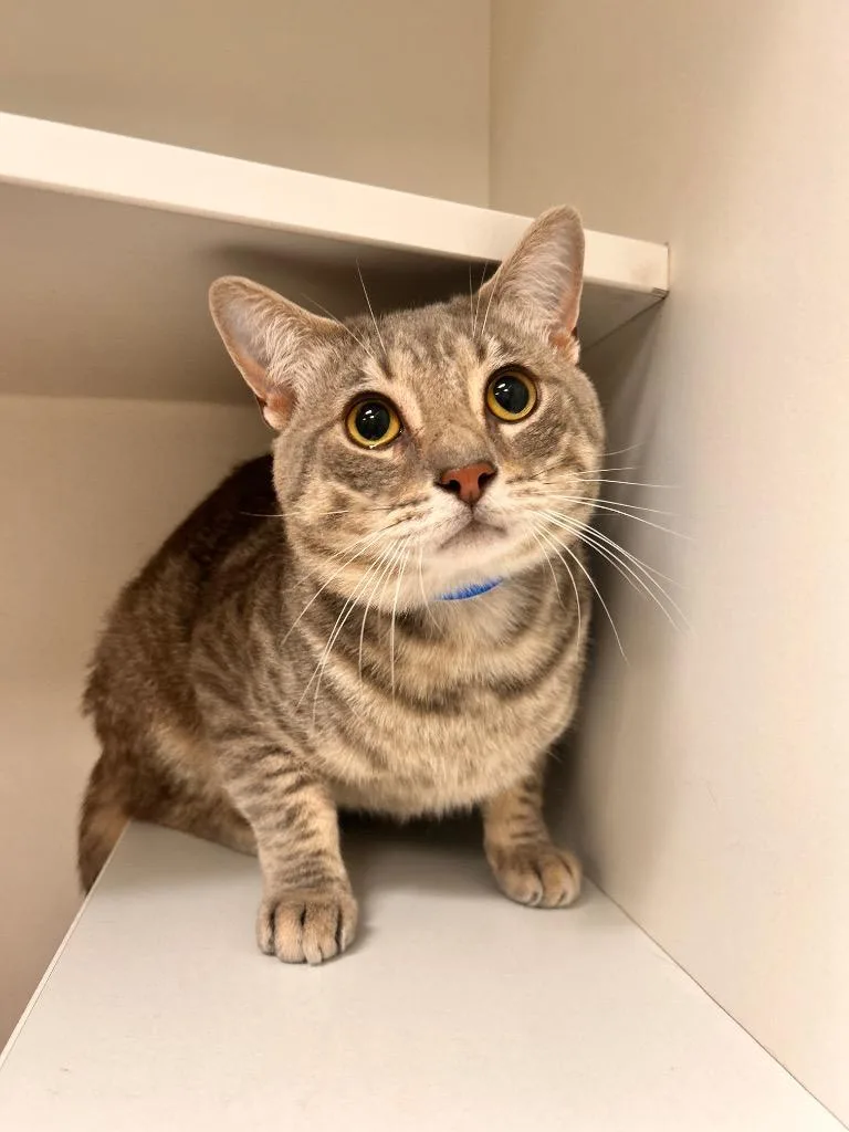 An adult medium-sized male Tabby (Gray / Blue / Silver) Domestic Short Hair cat named Bruno Mars for adoption in Frankfort, KY