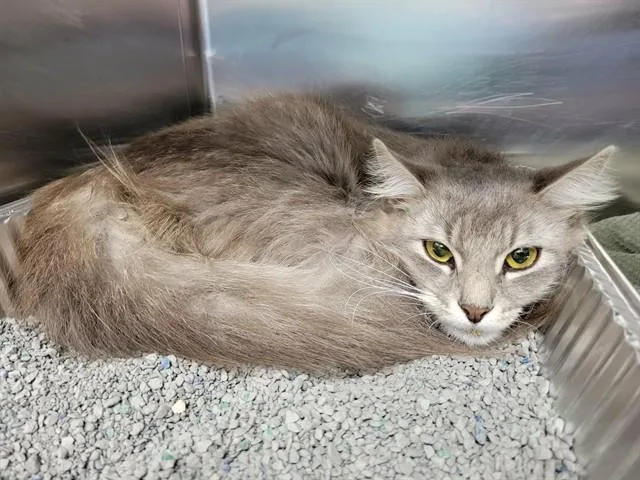 A young medium-sized female Domestic Short Hair cat named Delilah for adoption in Naples, FL