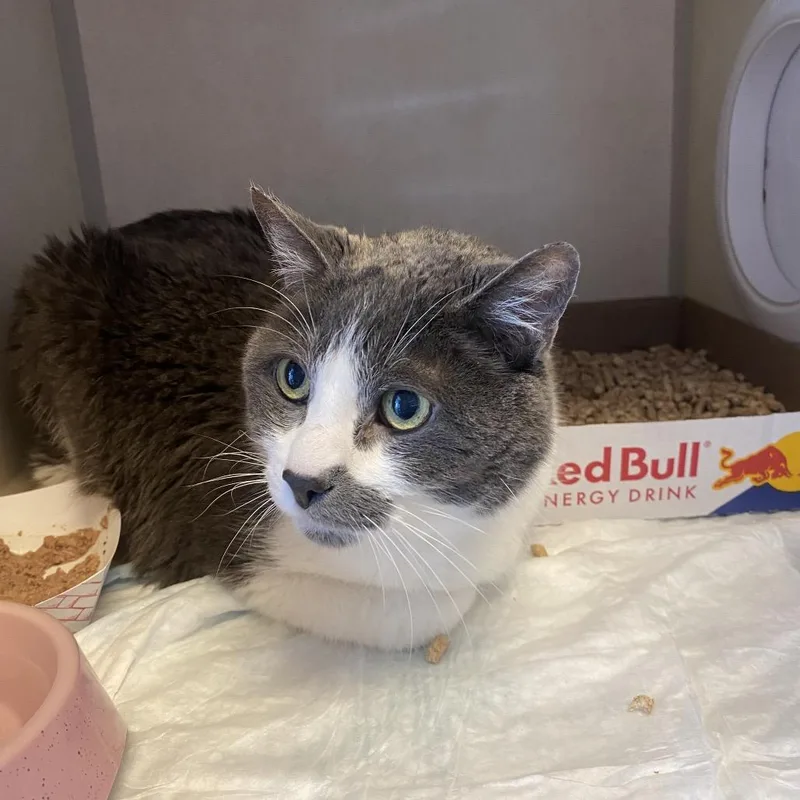 An adult small-sized male Gray / Blue / Silver Domestic Medium Hair cat named WAGSStray for adoption in Westminster, CA