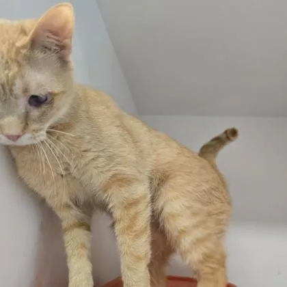 A young small-sized female Domestic Short Hair cat named Peanut for adoption in Janesville, WI