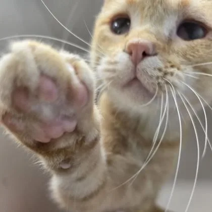 Peanut thumbnail 2