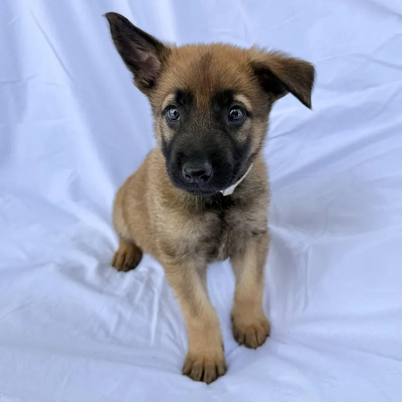 A baby small-sized male Yellow / Tan / Blond / Fawn Shepherd dog named Saturday for adoption in Hawthorne, CA