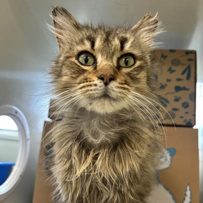 An adult medium-sized female Torbie Domestic Medium Hair cat named Ferrari for adoption in West Olive, MI