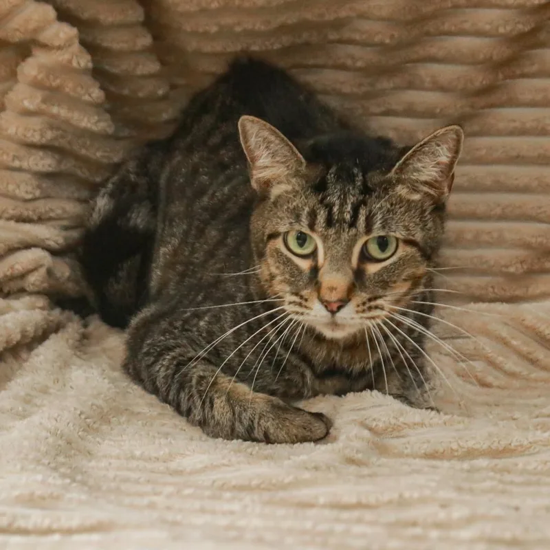 An adult large-sized male Brown / Chocolate Domestic Short Hair cat named Bo for adoption in Madisonville, KY