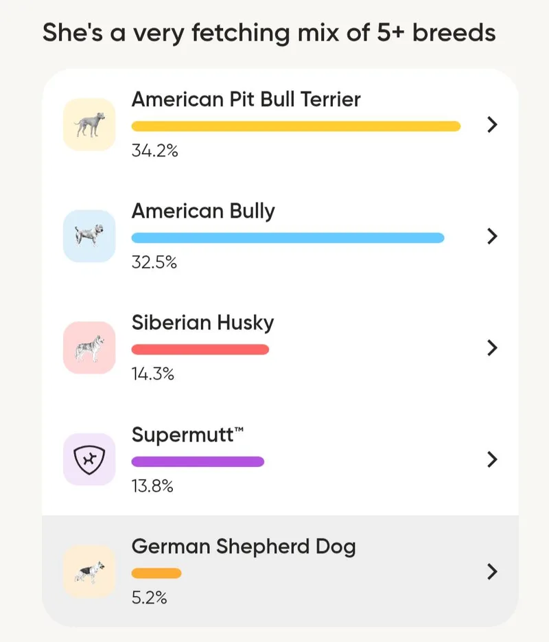 A young medium-sized female Pit Bull Terrier dog named Piper for adoption in Williamsburg, NM