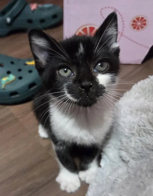 A baby small-sized male Domestic Short Hair cat named Abby for adoption in Vancouver, WA