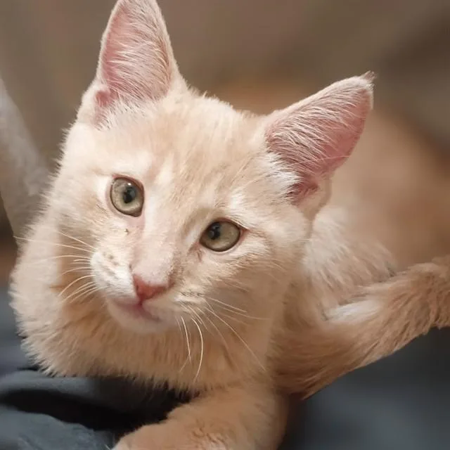 A baby small-sized male Domestic Medium Hair cat named Cannellini Bean for adoption in Auburn, CA