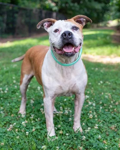 An adult large-sized male Mixed Breed dog named Legacy for adoption in Chamblee, GA