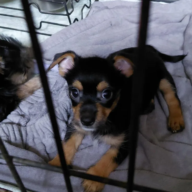 A baby small-sized male Black Chihuahua dog named Max for adoption in Webster, TX