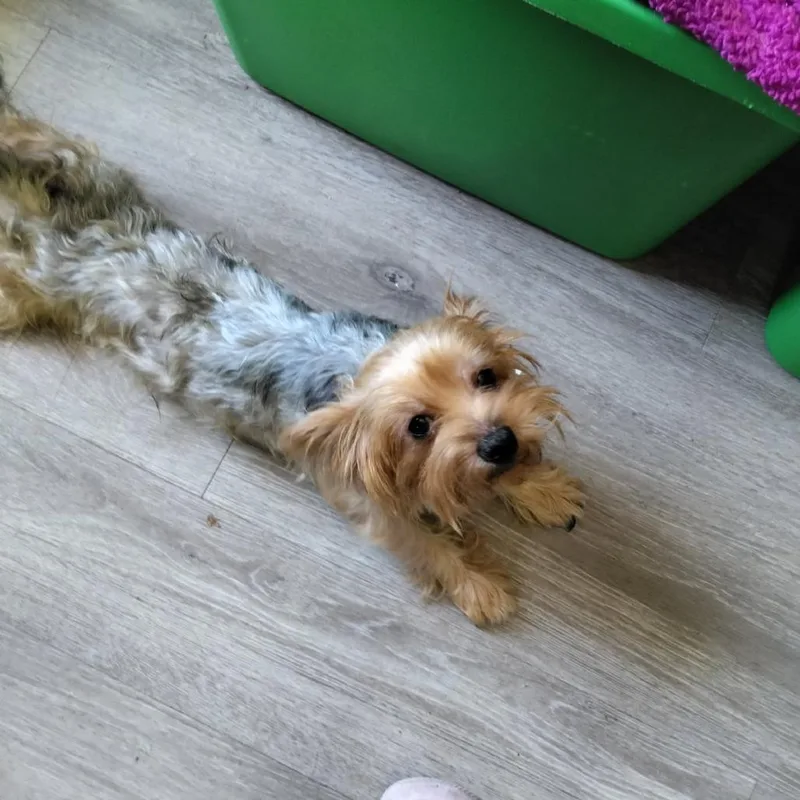 An adult small-sized male Yellow / Tan / Blond / Fawn Yorkshire Terrier dog named Kane for adoption in Webster, TX