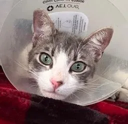 Sushi & Taffy thumbnail 4