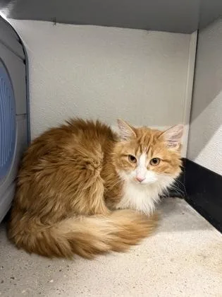 A baby medium-sized male Domestic Long Hair cat named Sonic for adoption in West Chester, PA