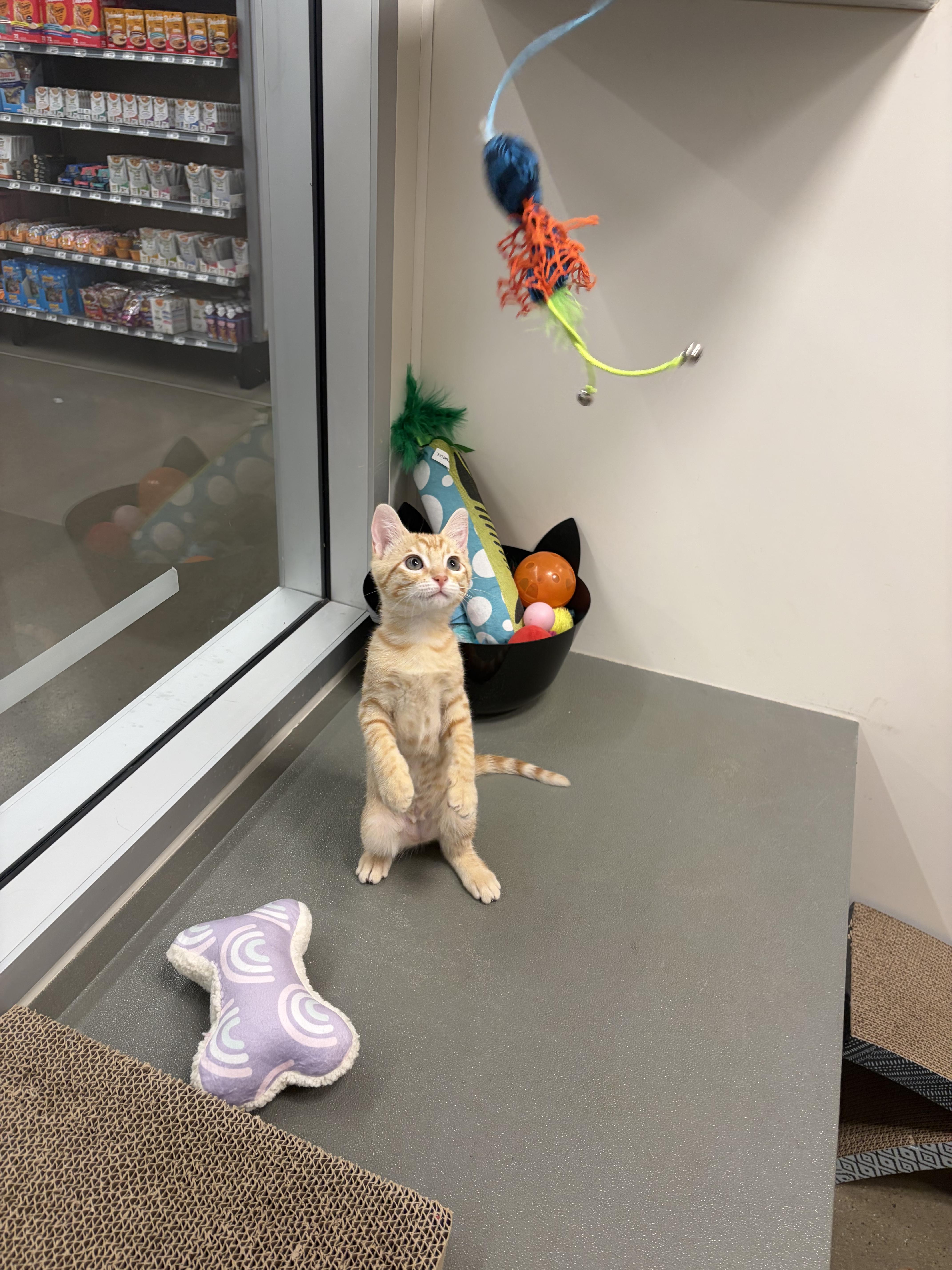 A baby medium-sized male Tabby (Orange / Red) Domestic Short Hair cat named Zeffer and Zadie INDOOR for adoption in Stockton, CA
