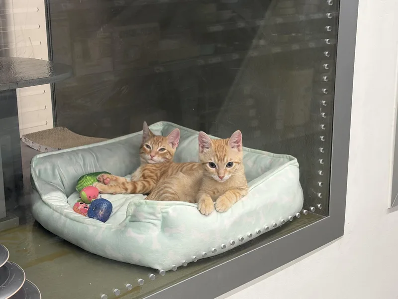 Zeffer and Zadie INDOOR thumbnail 3
