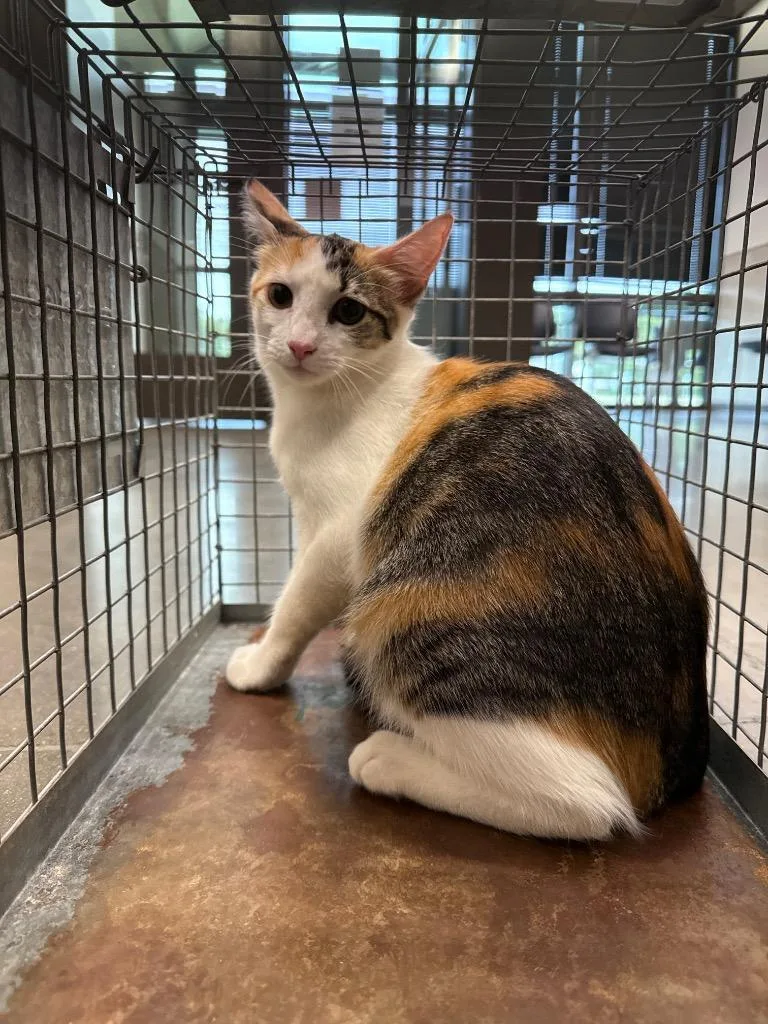 A baby small-sized female Domestic Short Hair cat named Clancy for adoption in Clarksville, TN
