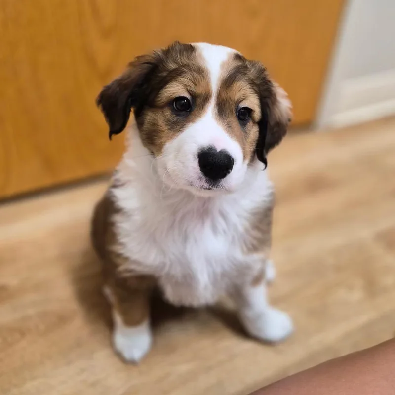 A baby small-sized male Mixed Breed dog named Romeo for adoption in Woodstock, IL