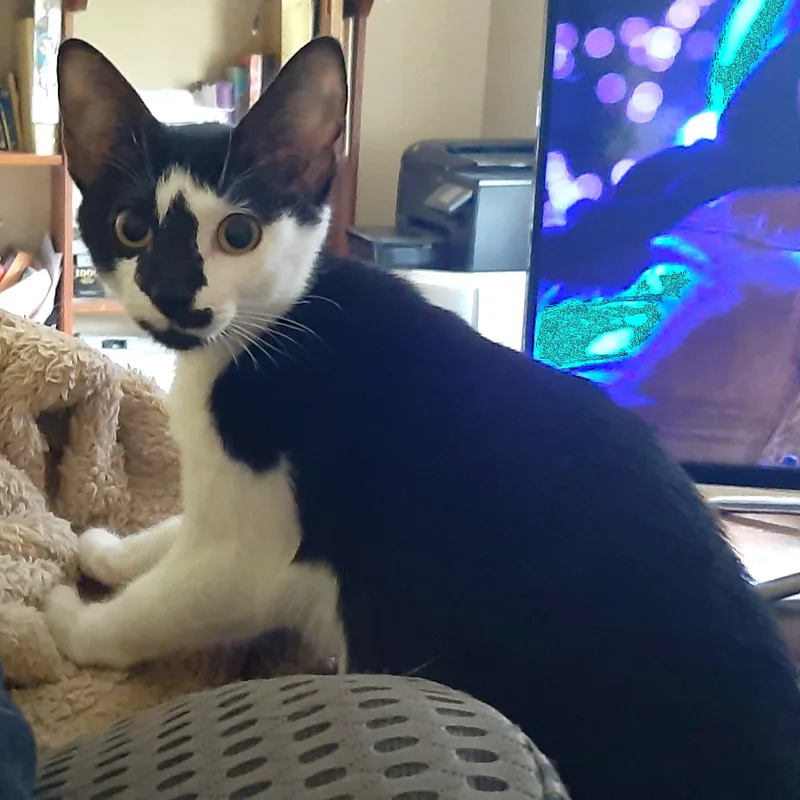 A baby medium-sized female Black & White / Tuxedo Domestic Short Hair cat named Robin for adoption in Smithfield, NC