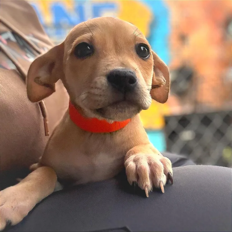 A baby small-sized female Yellow / Tan / Blond / Fawn Labrador Retriever dog named Raichu for adoption in Tulsa, OK