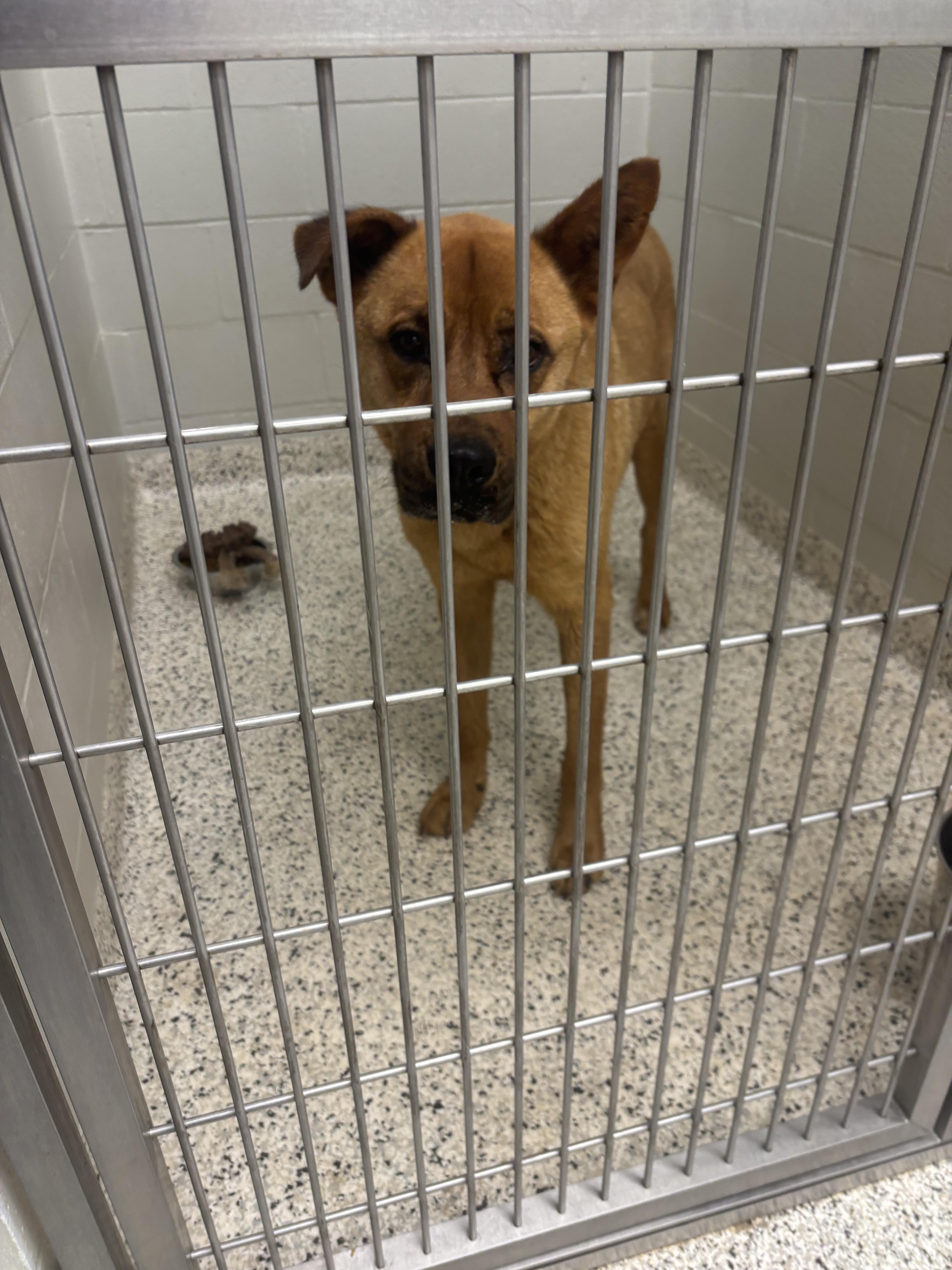 An adult large-sized male Red / Chestnut / Orange Akita dog named Francois for adoption in Liberty, MO