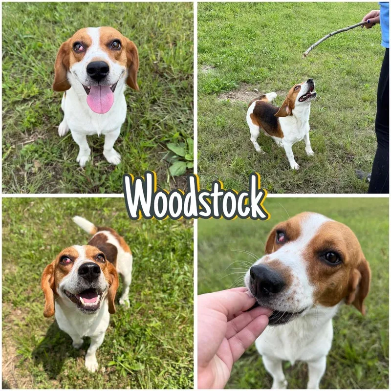 Woodstock thumbnail 3