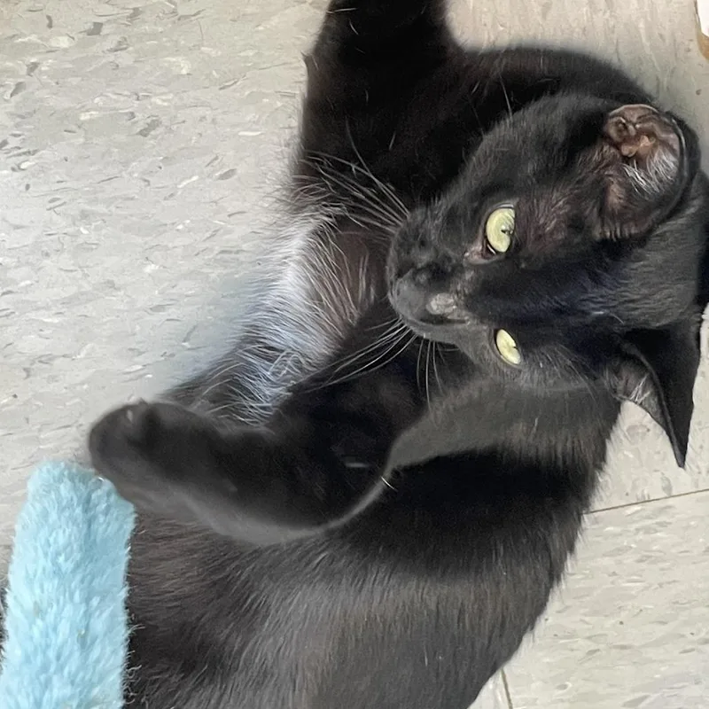 Cheshire Cat thumbnail 2