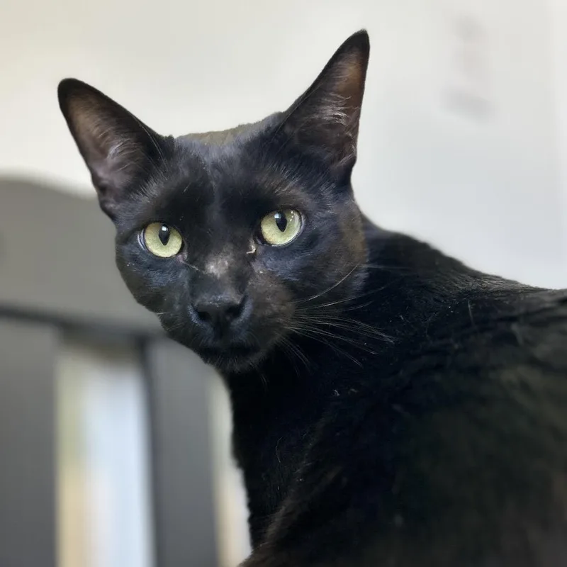 Cheshire Cat thumbnail 3